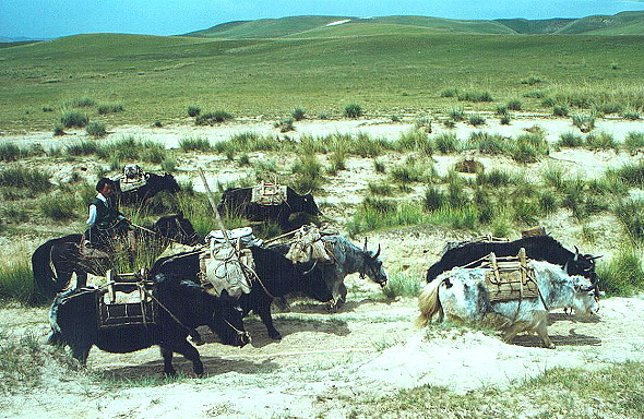 Tibetan nomads