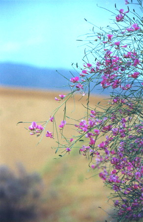 Flowers in the desert