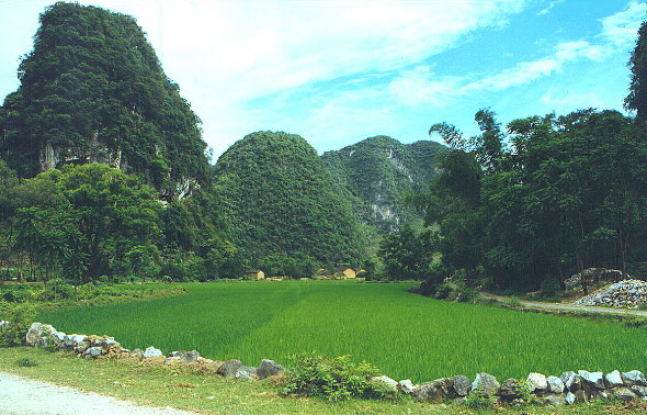 Rice field