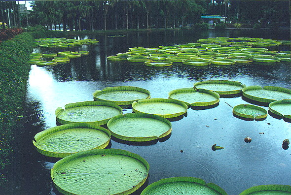 Tropical Plant Research Institute, August 1999