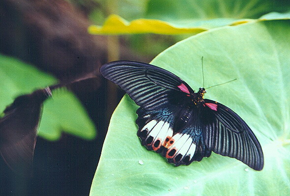7 in. butterfly, August 1999
