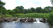 Beaver dam