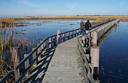 Marsh Boardwalk