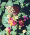 Salema