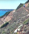 Salema