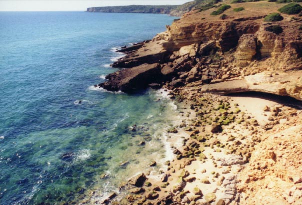Salema