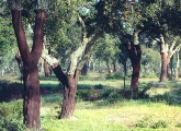 Cork trees