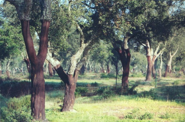 Cork trees