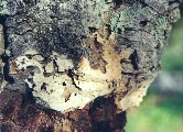 Cork tree