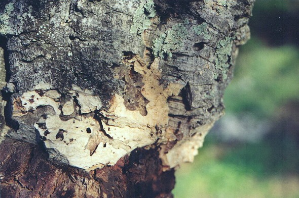 Cork tree