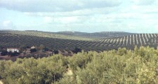 Olive groves