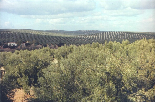 Olive groves