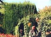 The Alhambra's Generalife Gardens