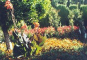 The Alhambra's Generalife Gardens