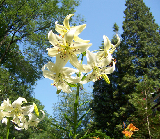 White Tiger Lilies, July 2006 {photo by Robert}