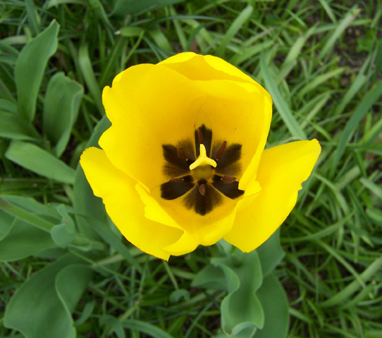 Tulip, May 2008 {photo by Robert}