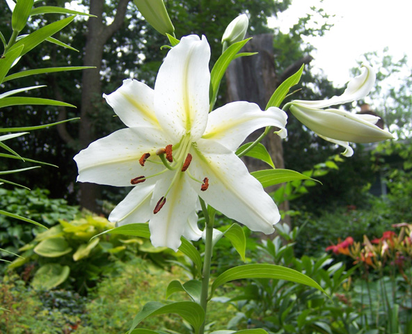 White Tiger Lily, July 2008 {photo by Robert}