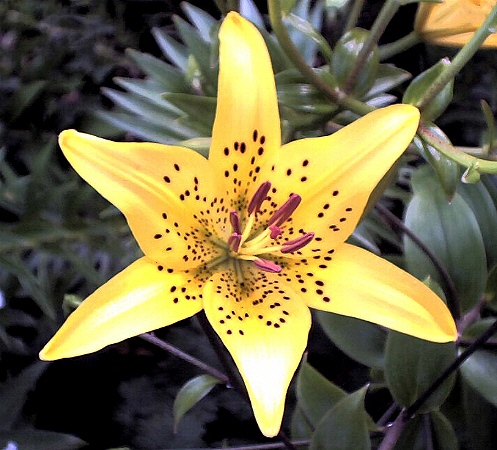 Yellow Tiger Lily {photo by Robert}