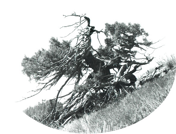 Juniper tree in the foothills of the Rocky Mountains, CO